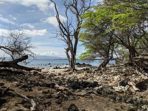 Hawaiian Monk Seal